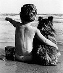 Familienhund